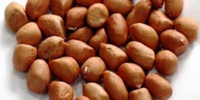 bb-ing-badam